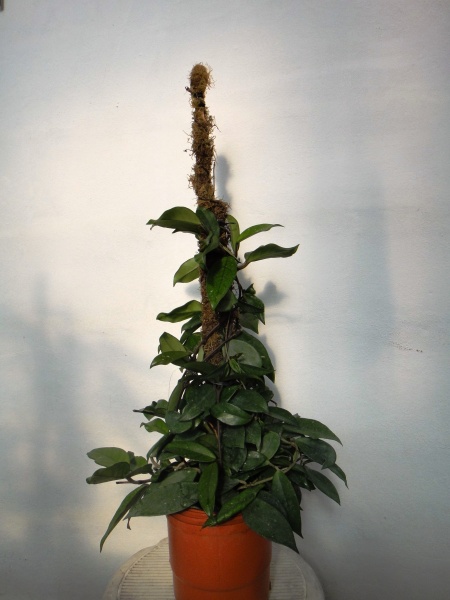 Hoya Carnosa (Flor de Ncar)