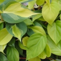 Philodendron cordatun
