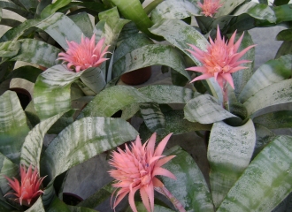 Decoración para Oficinas: Plantas de Interior