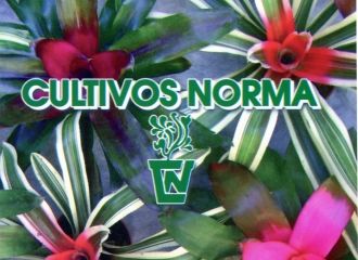 PLANTAS TODO EL AÑO